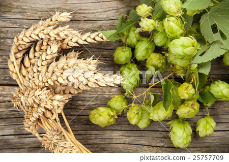 Malt and hops 25757709