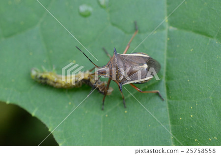 White-tailed butterfly during predation · white marginal entrance Taberi elephant 25758558