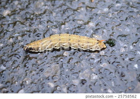 Larvae of shrimp clam and shrimp moth Larvae of shrimp clam and shrimp moth 25758562