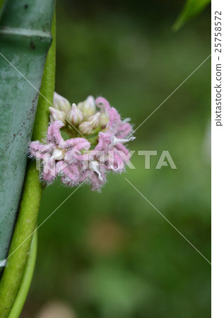 土豆和根 25758572