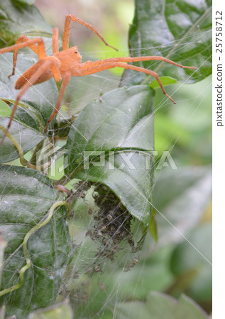 Protects hatched spiders Saw peril spider / sulfur spider web spider 25758712