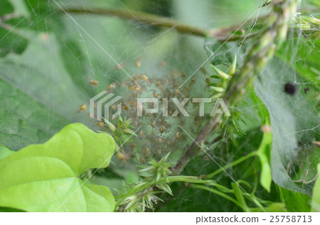 A child of a hatched spider A child of a hatched spider 25758713