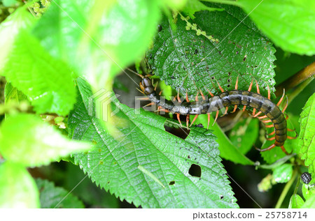 Tobizumukade, Hakuto 100 pairs Tobizumukade, Hakuto 100 pairs 25758714