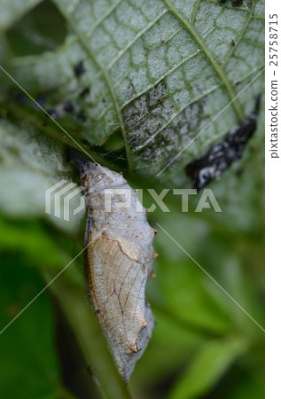 Gray pupa and pupa 25758715