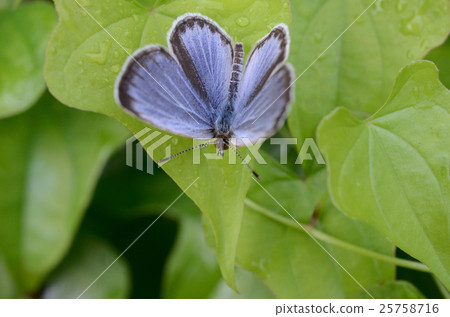 Yamato Shizimi · Yamato small ashbahi 25758716