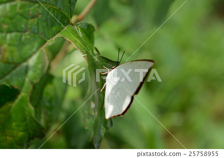 Urawagishimi · Back silver small butterfly 25758955