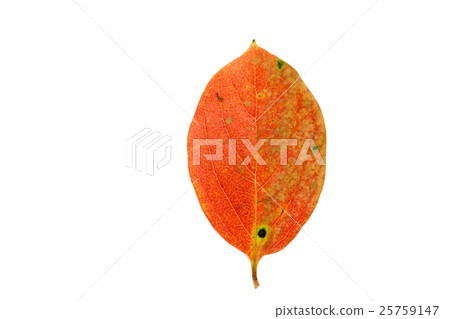 Fallen leaves Persimmon leaves fall Fallen leaves Persimmon leaves fall 25759147