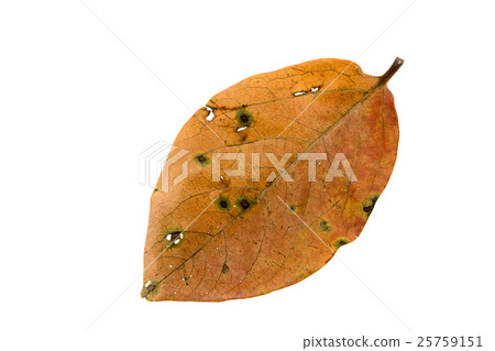 落葉柿子葉落 落葉柿子葉落 25759151