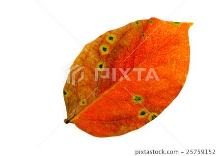 落葉柿子葉落 25759152