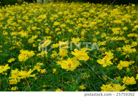 櫻花盛開 25759302