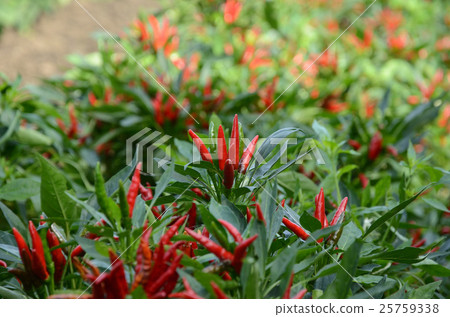 豐富的胡椒和紅辣椒 25759338