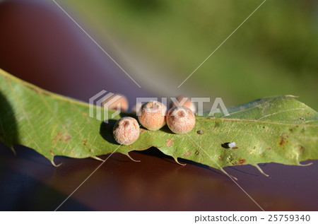 Knuckle brush tiger Fushi / leaf juice jade ball knob. Insect bugs / insects 25759340