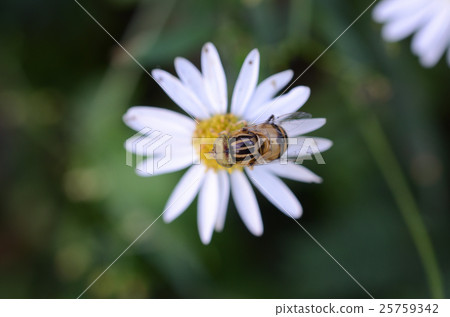 Kigoshi Hanaabu · Yu-ho Kigoshi Hanaabu · Yu-ho 25759342