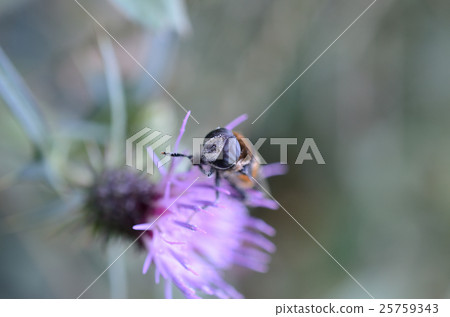 Oohanab, large bloom 25759343