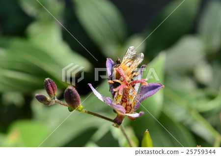 Sucking Hototogisu / Dusky grass, Tiger bumblebee, Tiger round flower bee 25759344