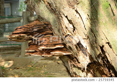 Sarunokoshikake · Monkey's seat Sarunokoshikake · Monkey's seat 25759345