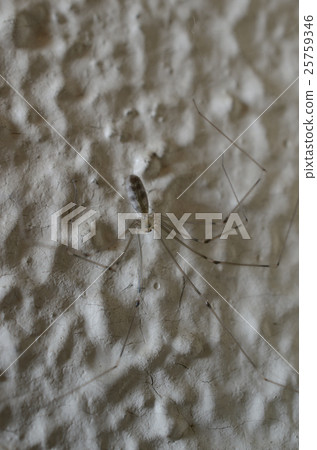 蜘蛛eura鬼 25759346