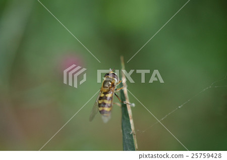 Nami Hoshi Hirata Arb · Hikiti Gravel 25759428