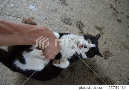 Playing intensely with Hachiwari cat 25759484