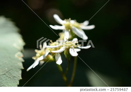 Shirayamagiku·Hakusan chrysanthemum 25759487