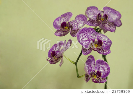 Purple Orchid Purple Orchid 25759509