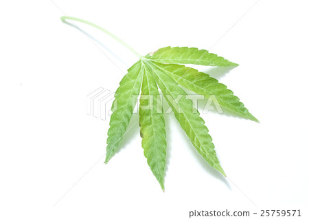 closeup of cannabis leaf on white background. 25759571