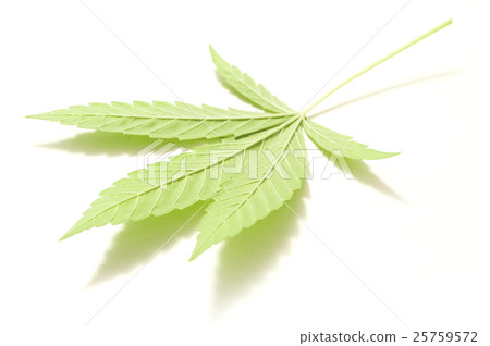 closeup of cannabis leaf on white background. closeup of cannabis leaf on white background. 25759572