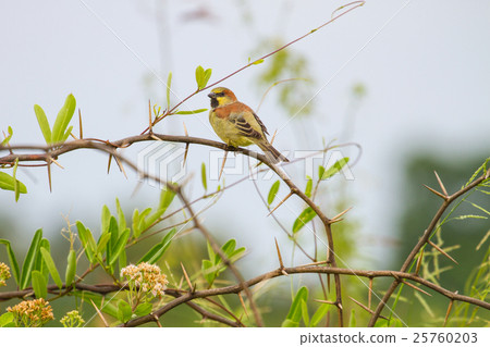 Plain backed Sparrow standing on branch Plain backed Sparrow standing on branch 25760203