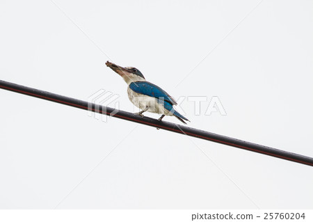 Collared kingfisher (Todiramphus sanctus) Collared kingfisher (Todiramphus sanctus) 25760204