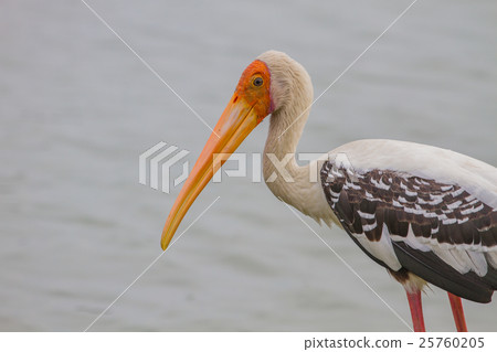 Painted stork, Mycteria leucocephala Painted stork, Mycteria leucocephala 25760205