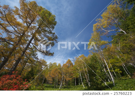 Coloring of the wilderness 25760223