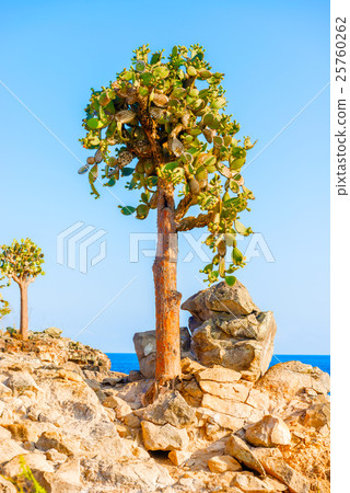Cactus trees in Galapagos islands Cactus trees in Galapagos islands 25760262