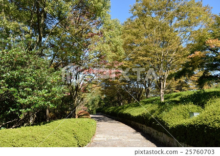 Walking path of street trees 25760703