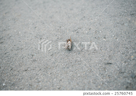 cicada, bug, outside 25760745