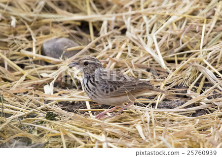 Image of bird in nature, Lanceolated Warbler Image of bird in nature, Lanceolated Warbler 25760939
