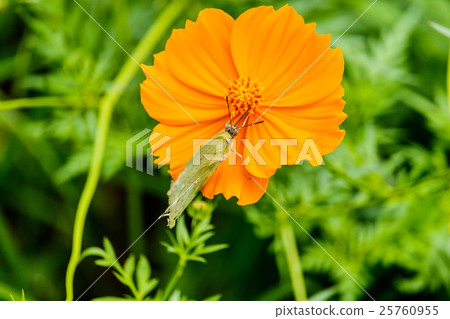 butterfly posed on a yellow flower fee butterfly posed on a yellow flower fee 25760955