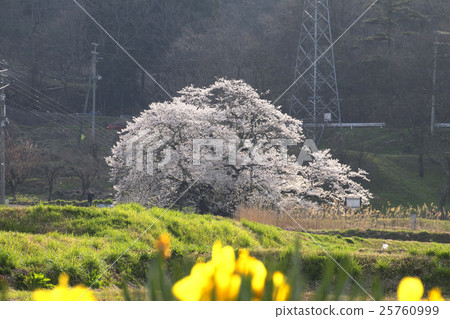 Ishibe Sakura(會津Gokakura) Ishibe Sakura(會津Gokakura) 25760999