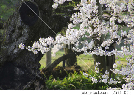 Ishibe Sakura（會津Gokakura） 25761001