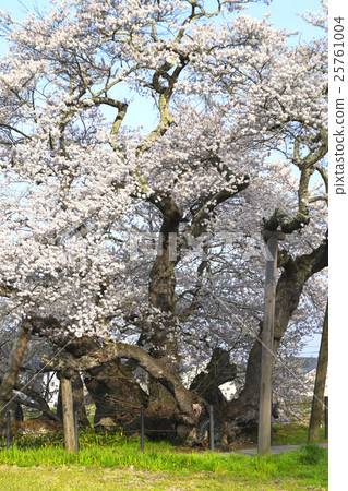 Ishibe Sakura（會津Gokakura） 25761004