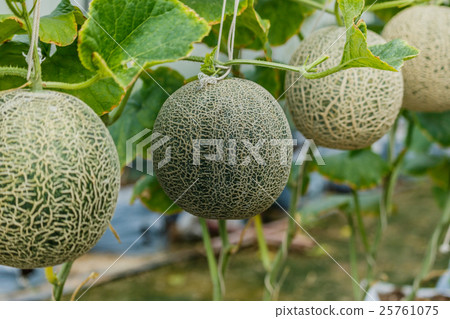 Cantaloupe. Fresh melon on tree. selective focus Cantaloupe. Fresh melon on tree. selective focus 25761075