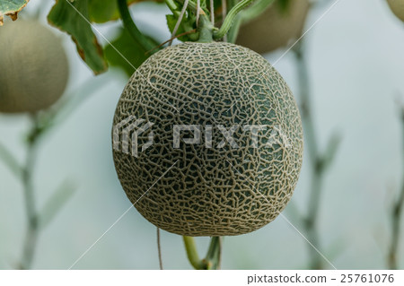 Cantaloupe. Fresh melon on tree. selective focus Cantaloupe. Fresh melon on tree. selective focus 25761076