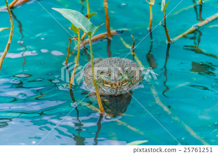 pool frog in a pond  25761251