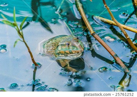pool frog in a pond  25761252