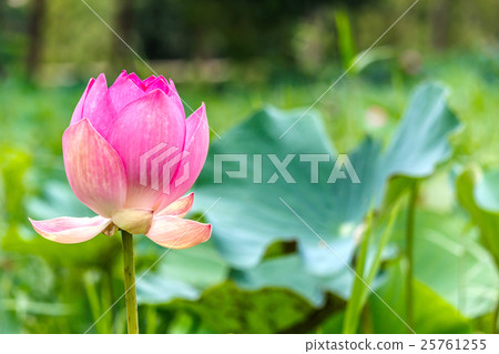 Lotus flower and Lotus flower plants 25761255