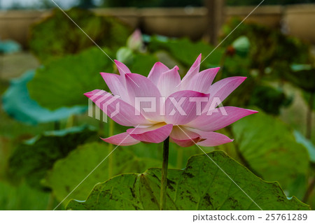 Lotus flower and Lotus flower plants Lotus flower and Lotus flower plants 25761289
