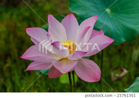 Lotus flower and Lotus flower plants 25761301