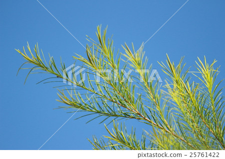 Tea tree Tea tree 25761422