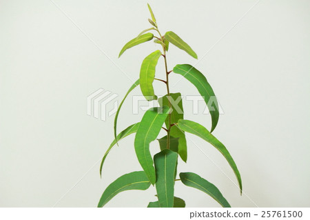 Lemon eucalyptus 25761500