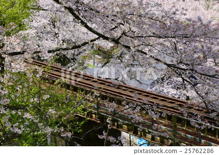 Tadami line (cherry tree at Moonlight Temple) 25762286
