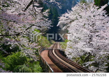 Tadami line (cherry tree at Moonlight Temple) 25762288